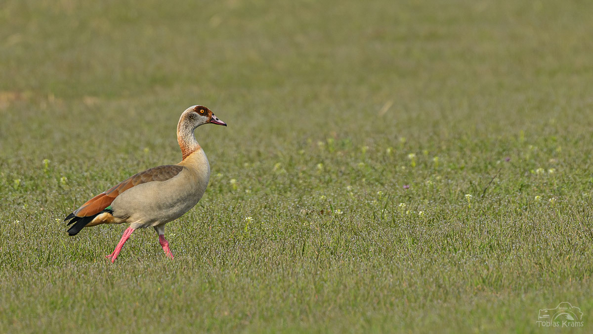 Nilgans - Mettenbacher Moos