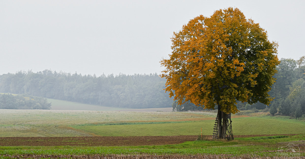 Buche im Herbst - Mettenbach 2022