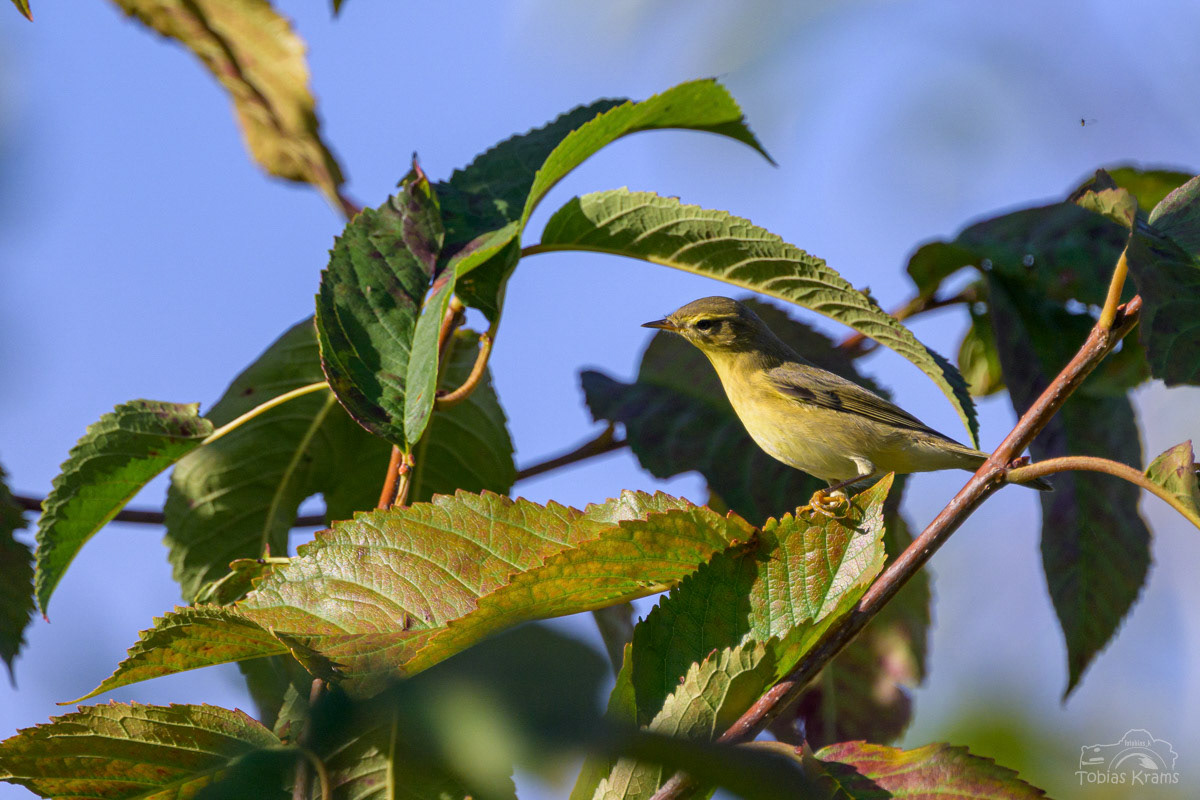 Fitis - Mettenbach 2025