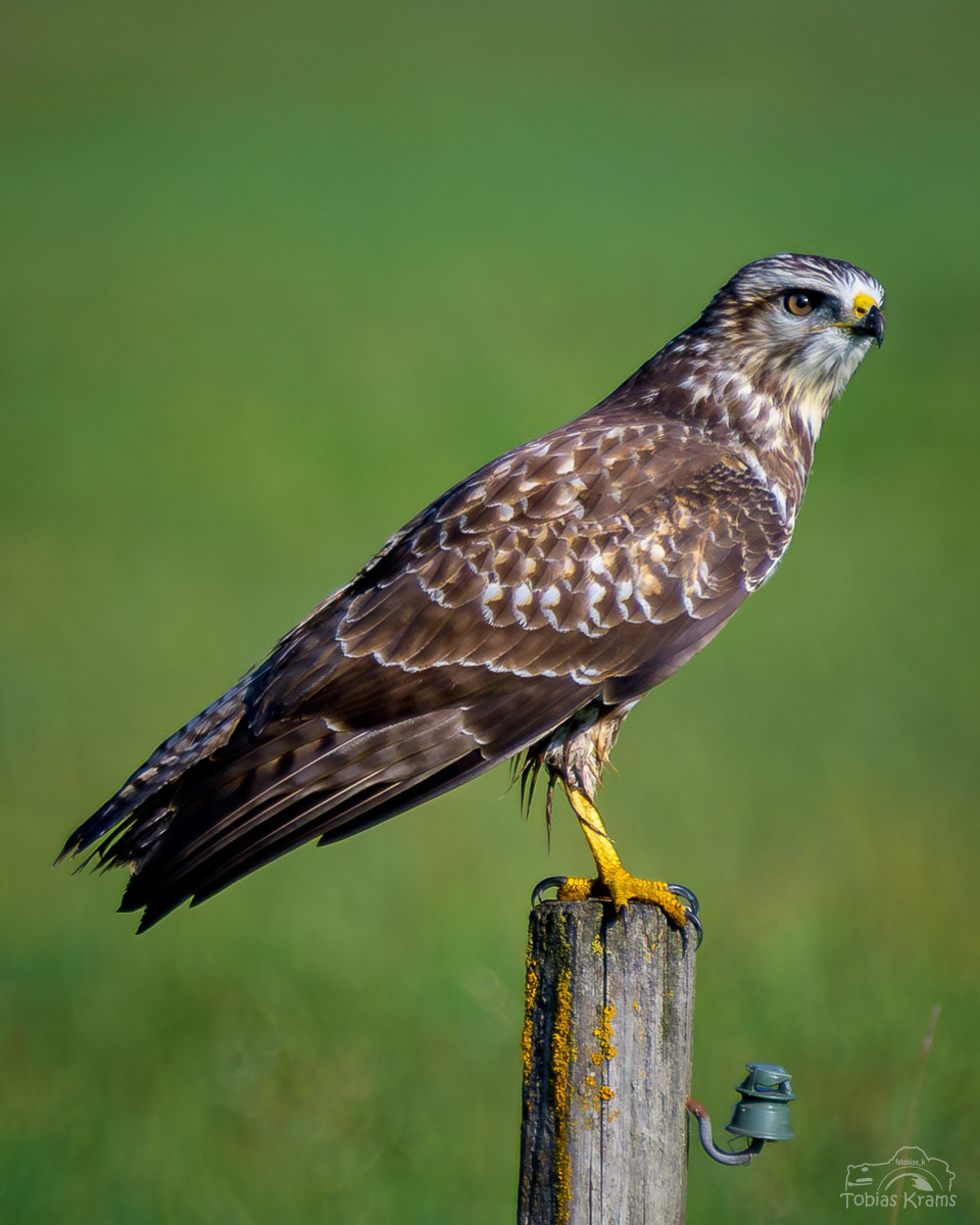 Mäusebussard - Mettenbacher Moos 2023