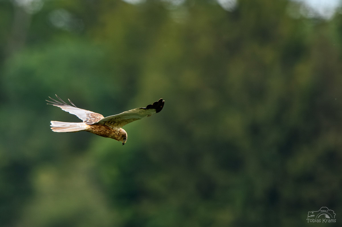 Rohrweihe - Mettenbacher Moos 2024