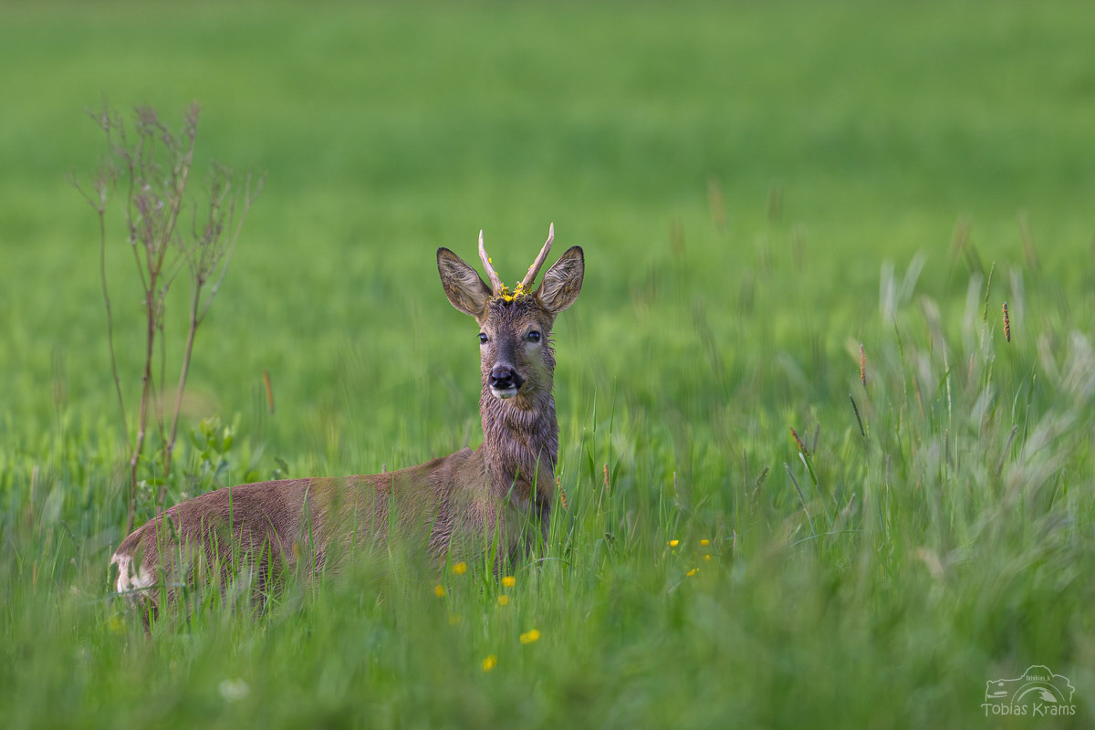 Rehbock - Mettenbacher Moos 2025