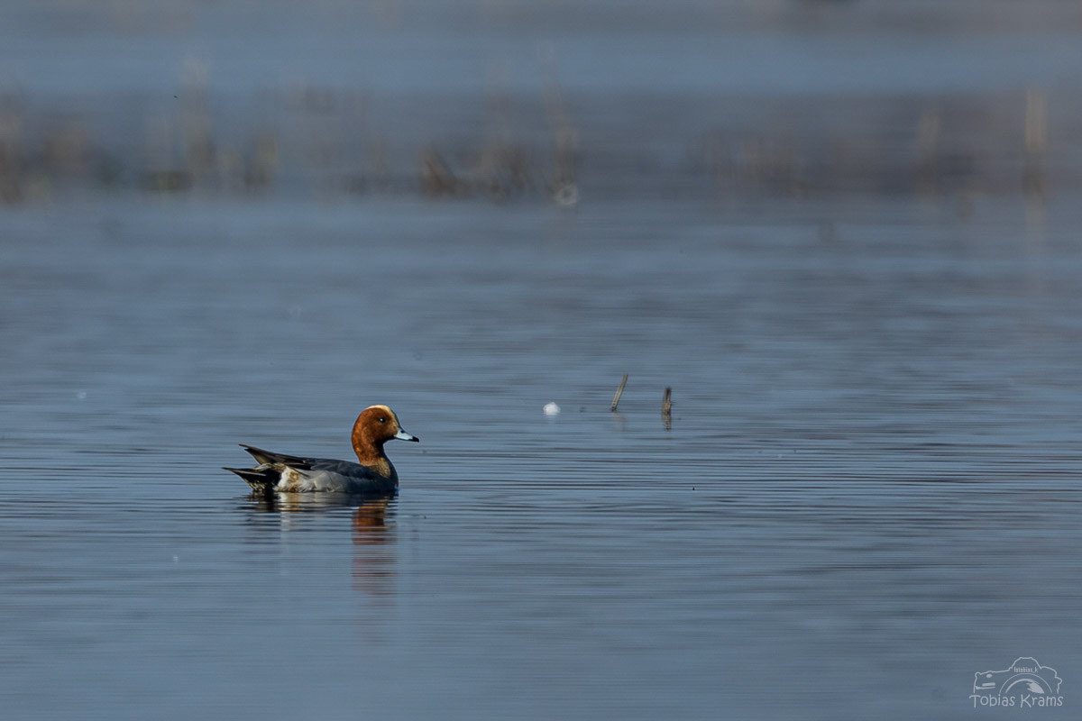 Pfeifente - Kreuzstauden 2024