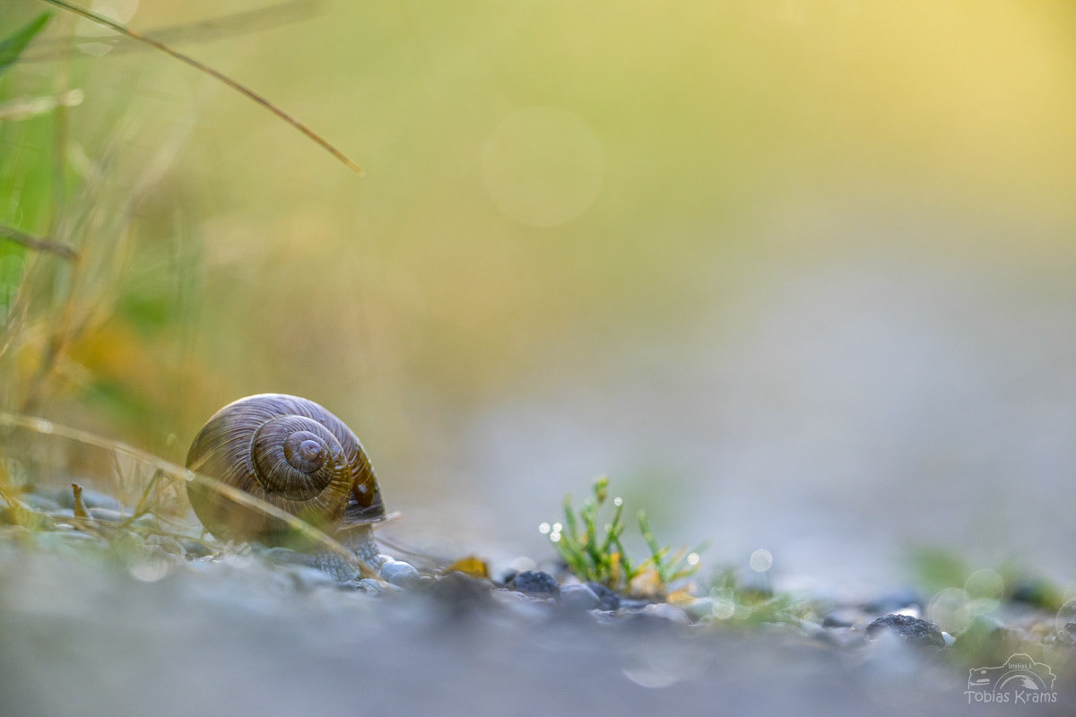 Weinbergschnecke im Morgentau - Mettenbach 2024