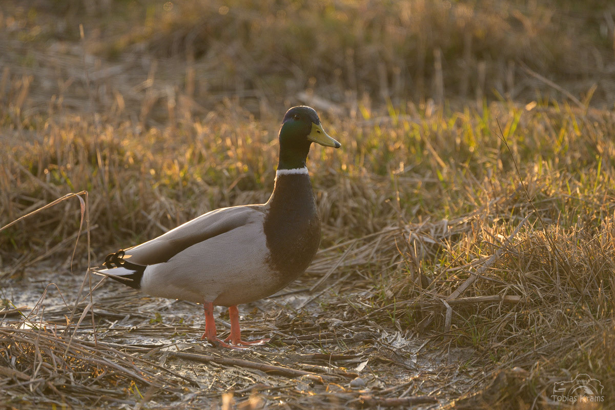 Stockente - Kreuzstauden