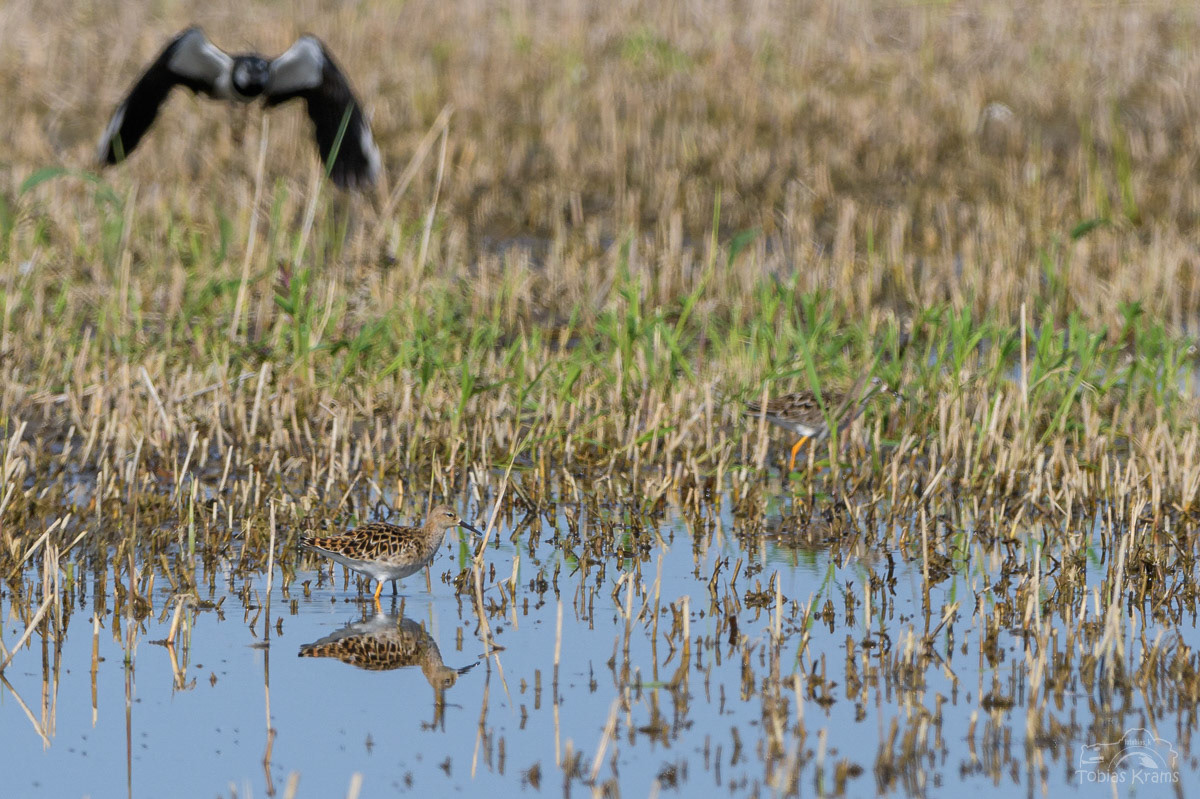Bruchwasserläufer - Kreuzstauden 2024