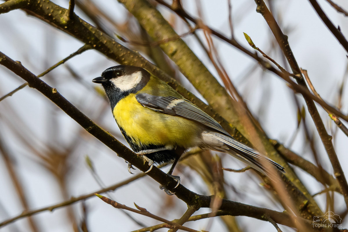 Kohlmeise - Kreuzstauden 2024