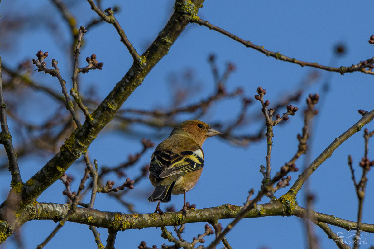 Buchfink - Mettenbach 2024