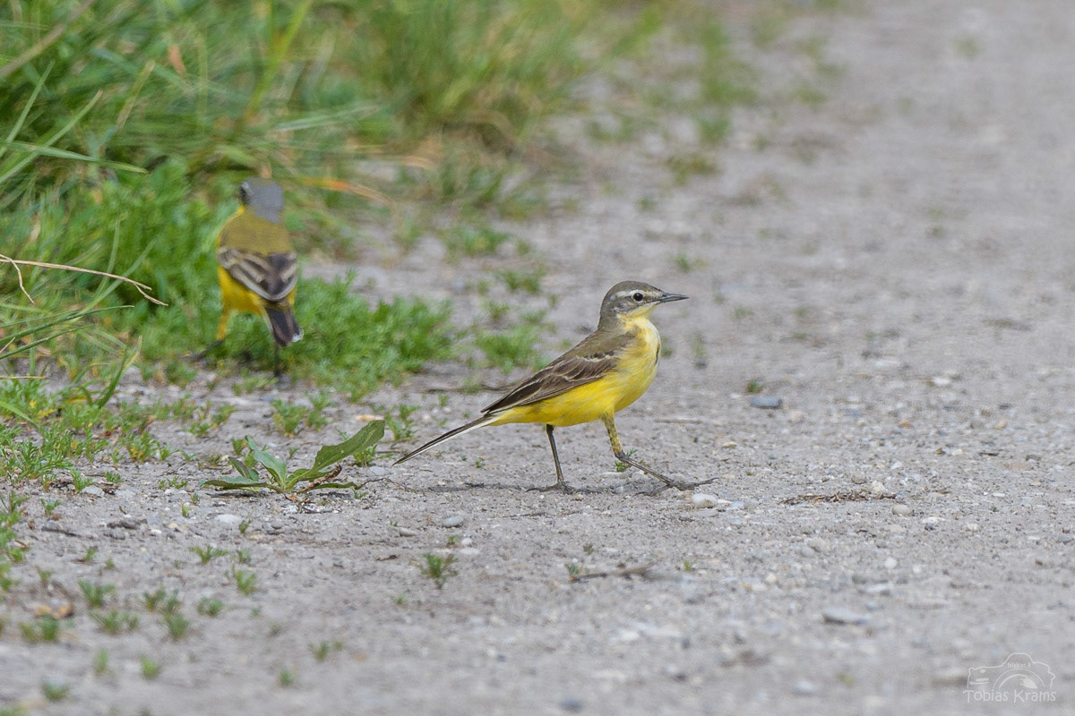 Schafstelze - Grießenbacher Moos 2024