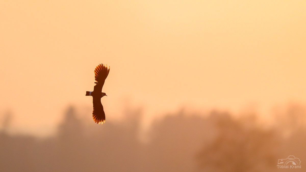 Kiebitz - Kreuzstauden