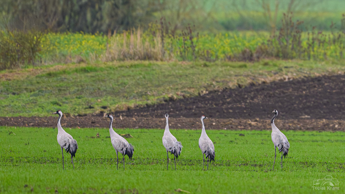 Kraniche im Mettenbacher Moos 2024