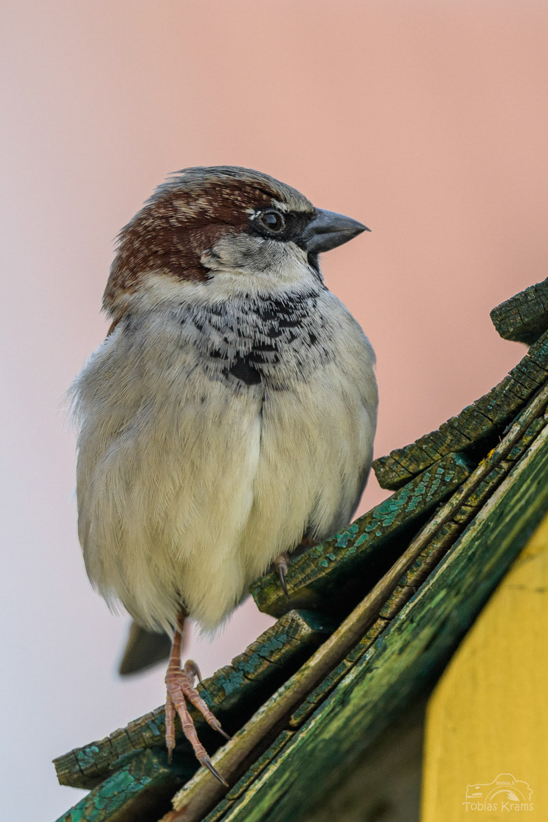 Haussperling - Mettenbach 2024