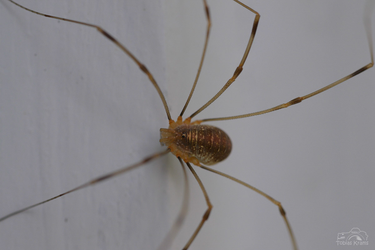 Weberknecht - Mettenbach