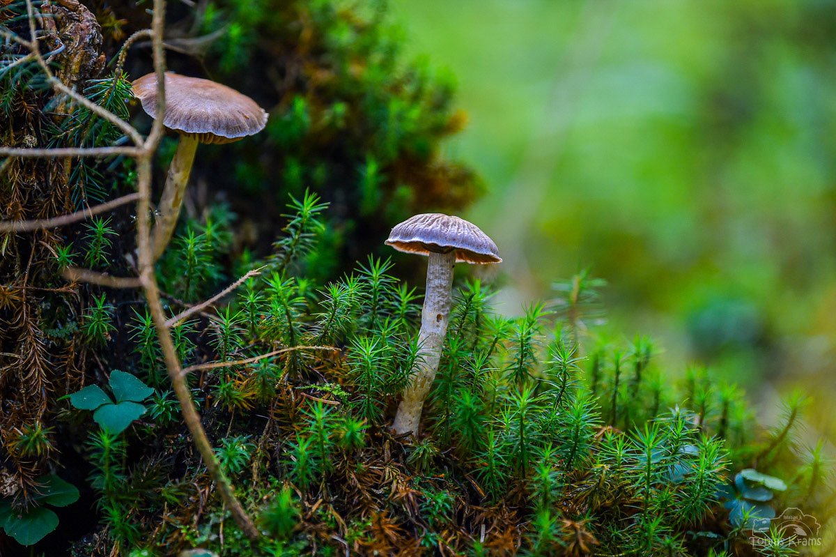 Gesäumter Häubling