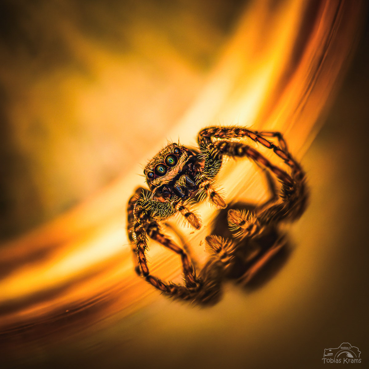 Rindenspringspinne - Mettenbach