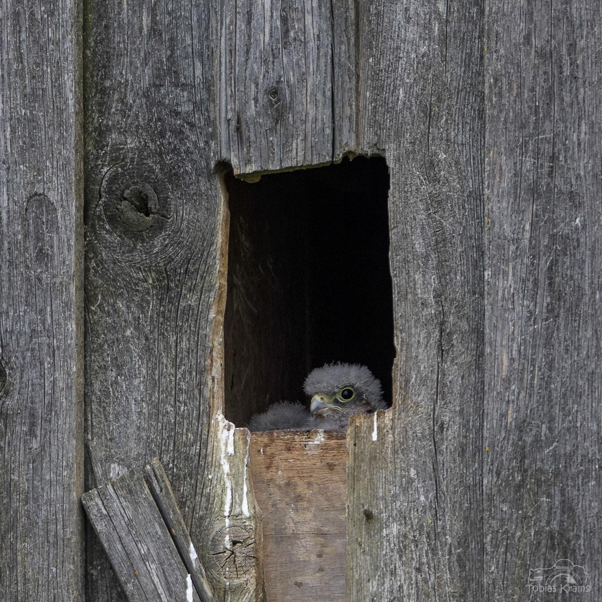 Turmfalken - Mettenbacher Moos 2024