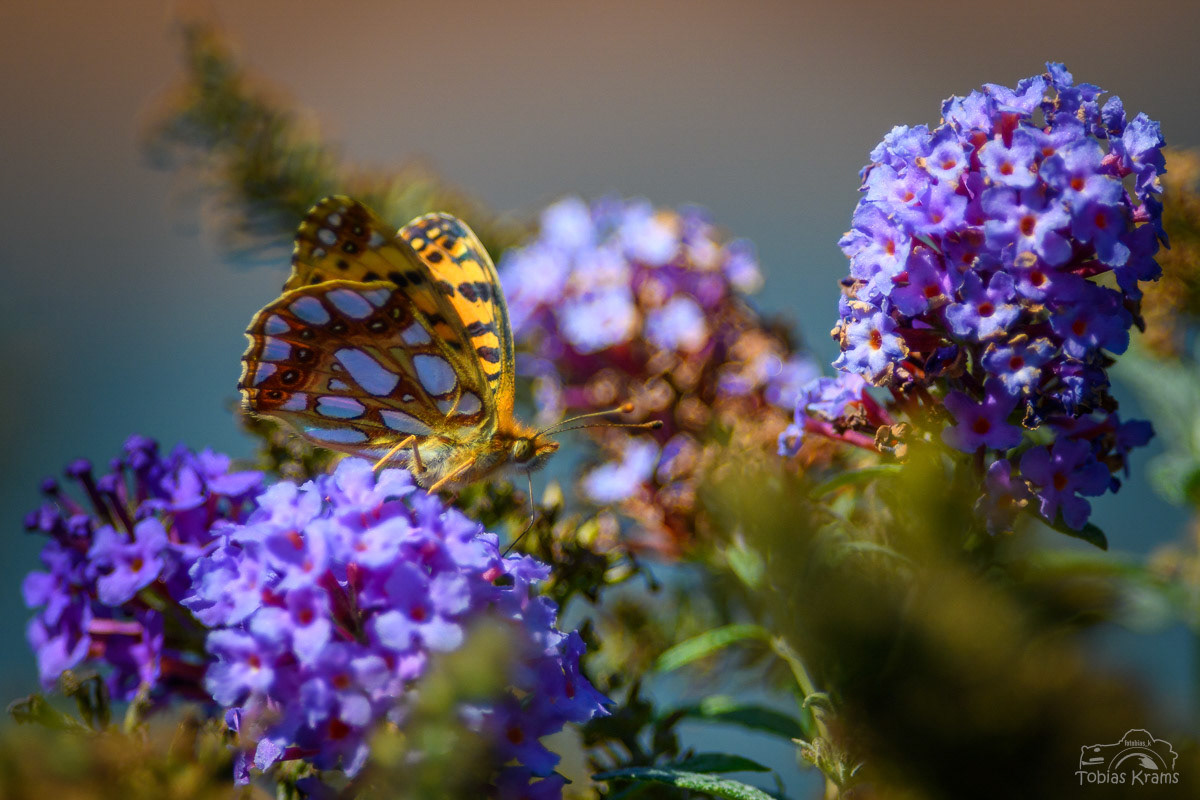 kleine Perlmuttfalter - Mettenbach