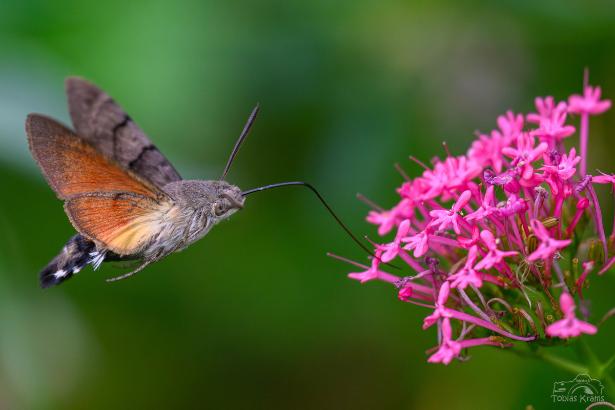 Taubenschwänzchen - Mettenbach 2025