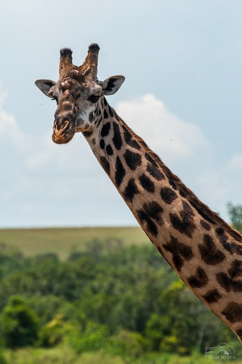Kenia 2010