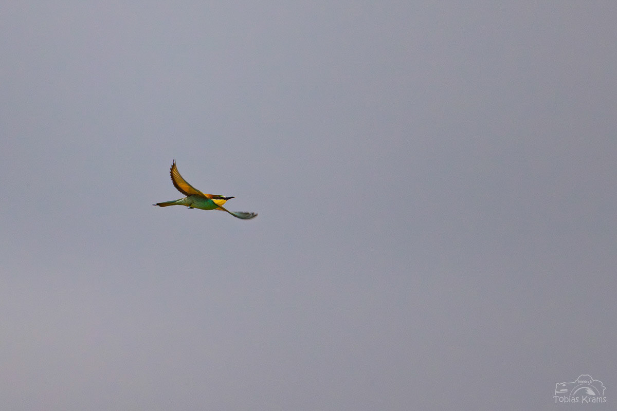 Bienenfresser - Mettenbach 2024