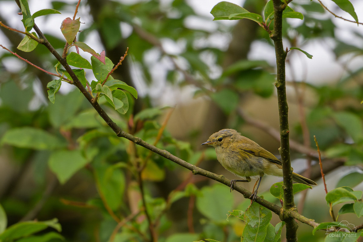 Zilpzalp - Mettenbacher Moos 2024