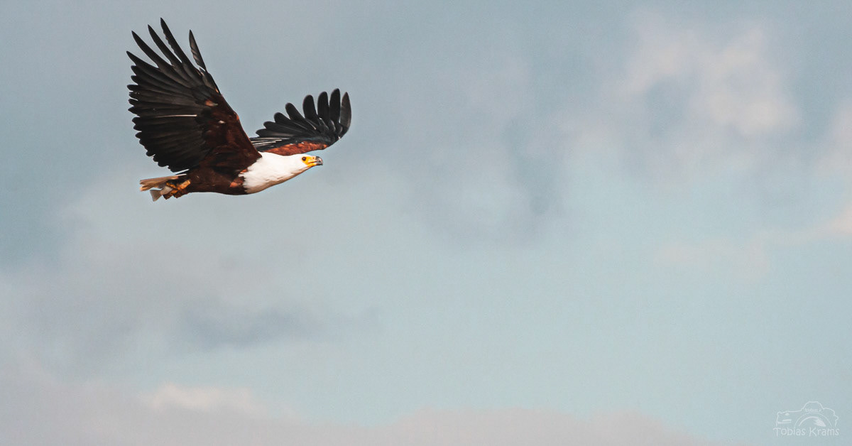 Weißkopfseeadler mit Fisch Kenia 2010