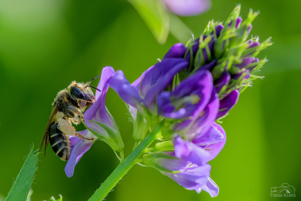 Hornklee Sandbiene - Mettenbach