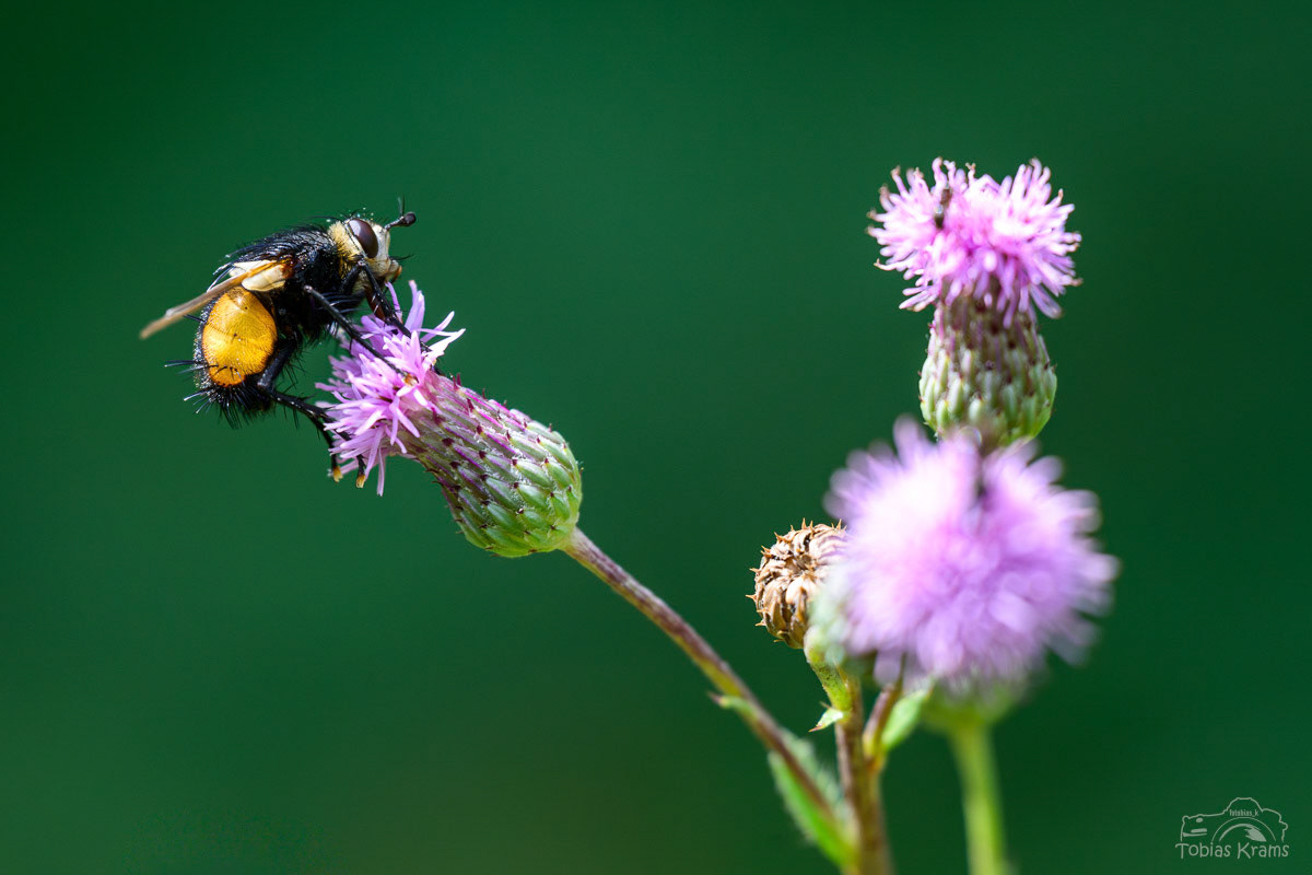 Große Borsten-Raupenfliege - Mettenbach 2025