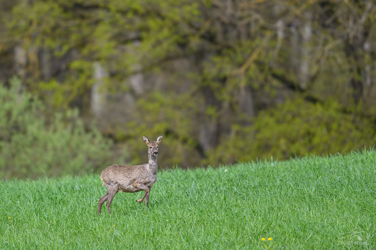 Reh - Mettenbach 2025