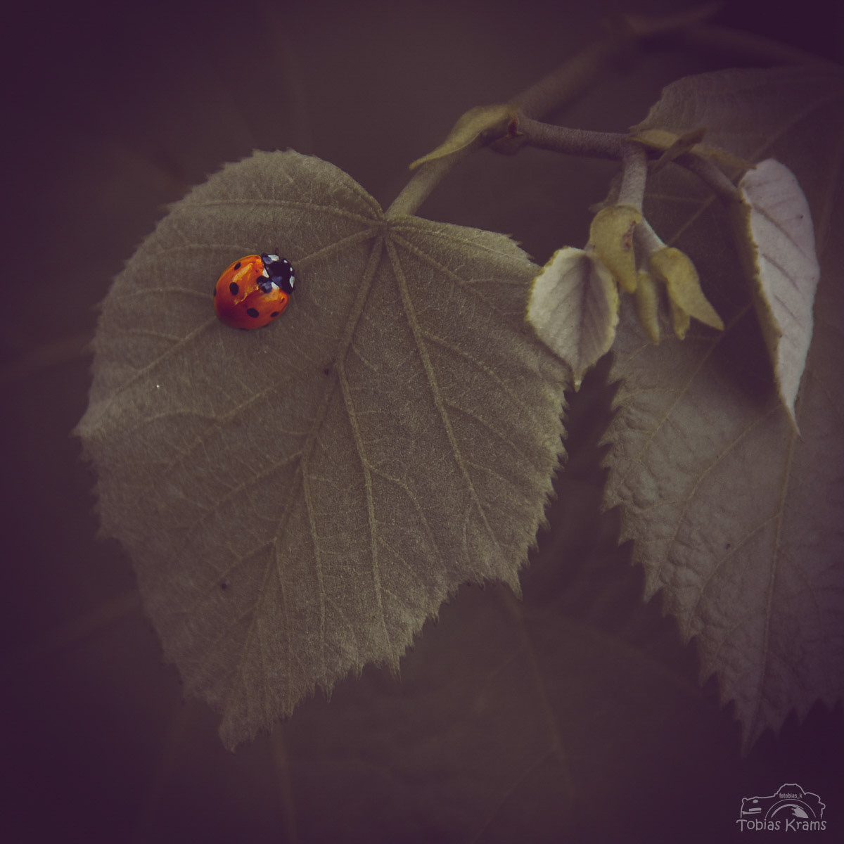 7 Punkt Marienkäfer - Niederbayern