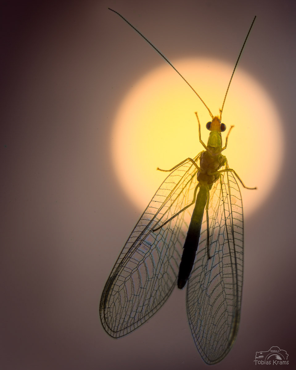 Florfliege - Mettenbach