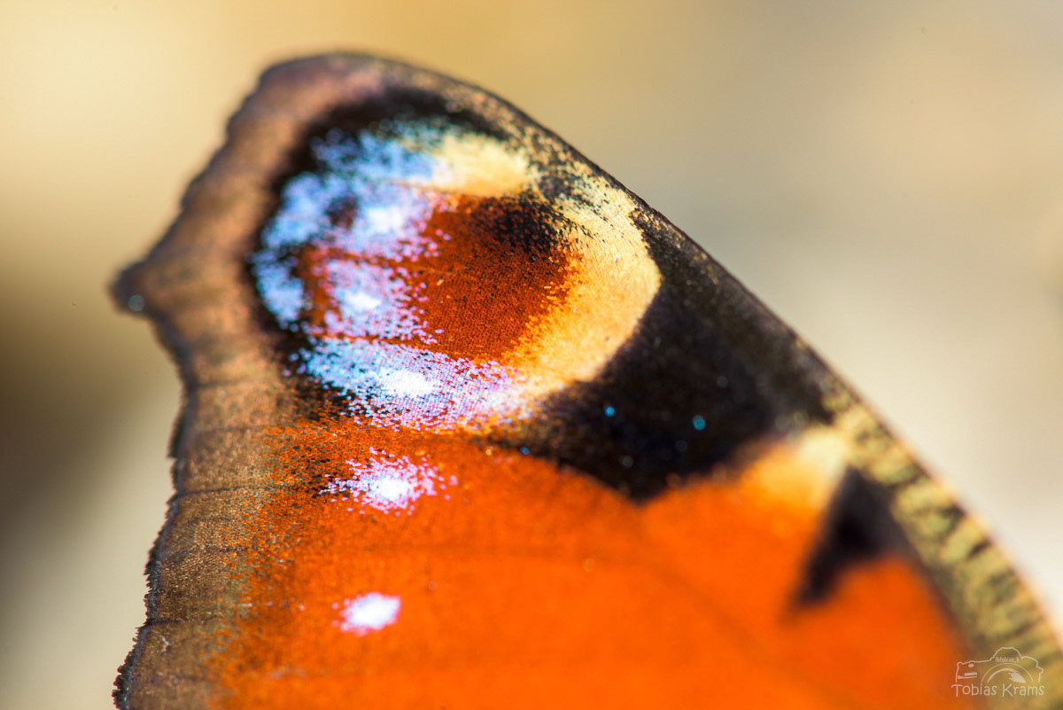 Pfauenauge - Mettenbach