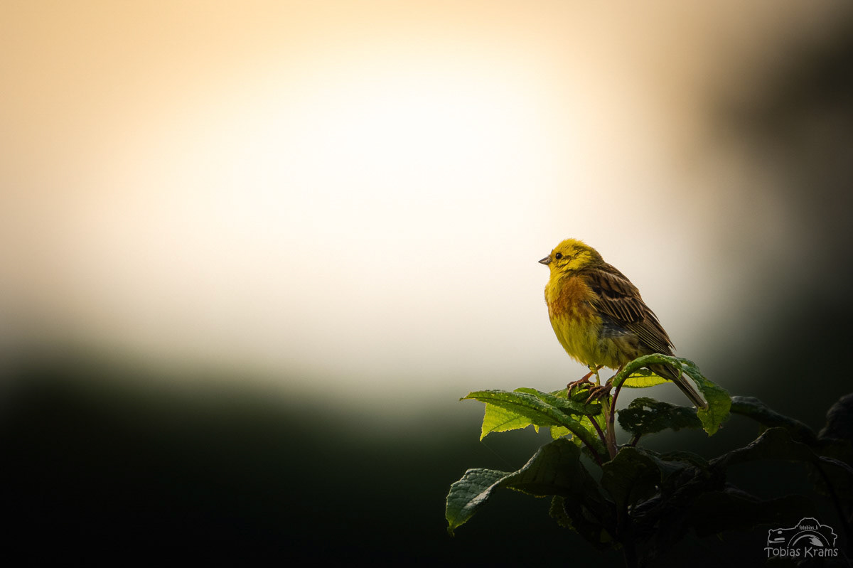 Goldammer zu Sonnenaufgang - Mettenbacher Moos 2024