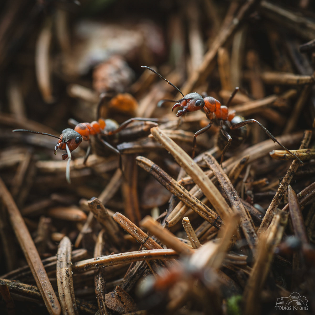 Waldameisen - Mettenbach