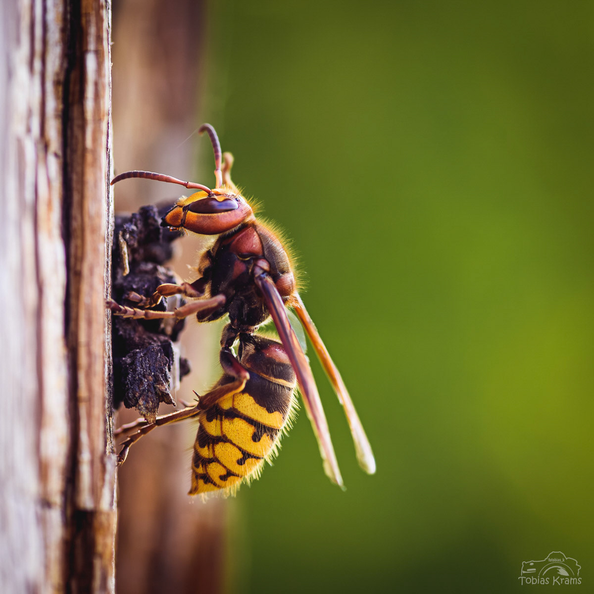 Hornissenkönigin - Mettenbach