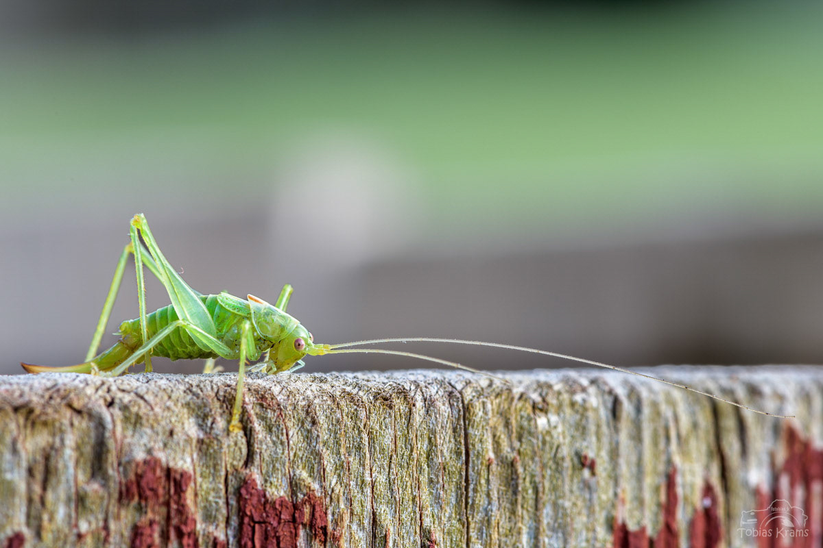 südliche Eichenschrecke - Mettenbach
