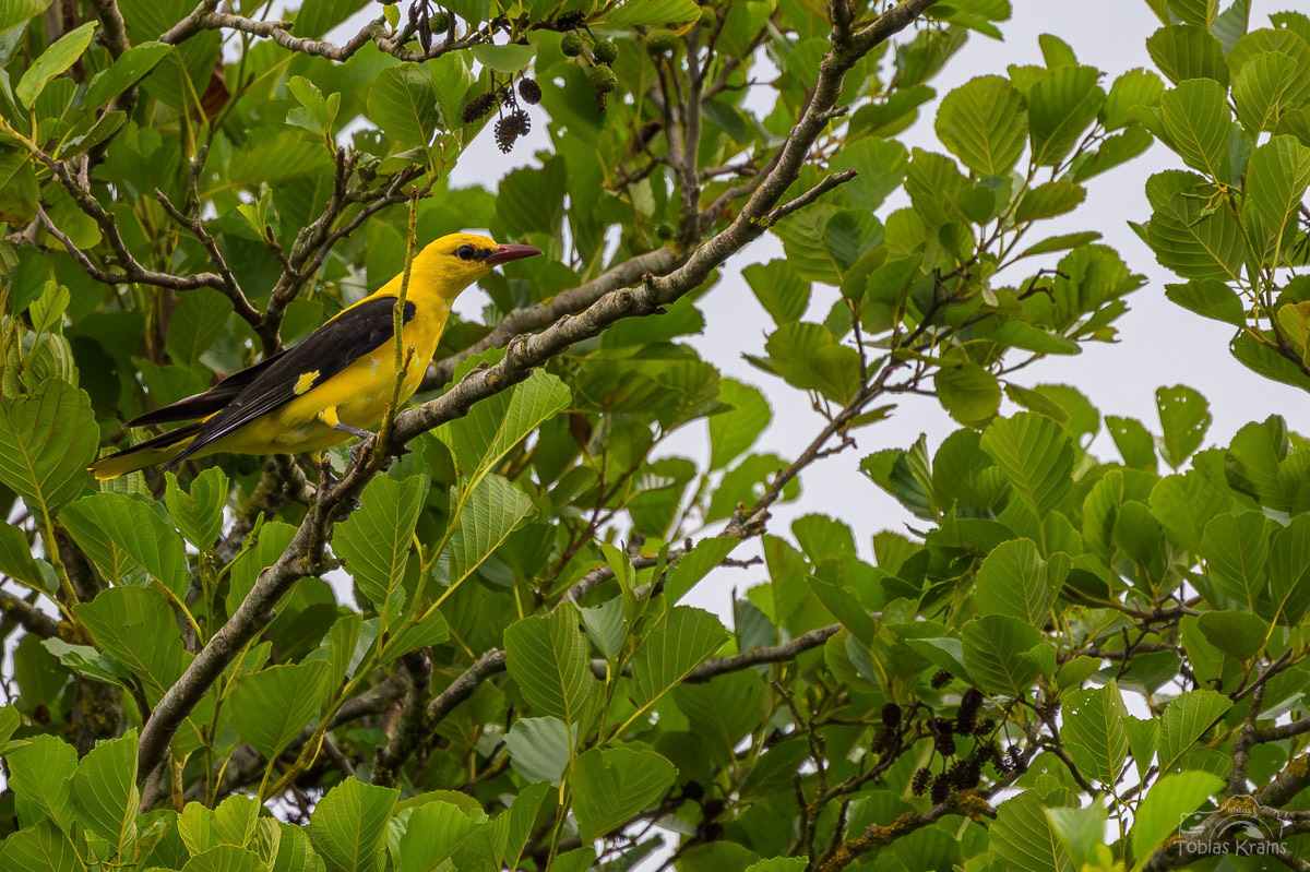 Pirol - Männchen - Grießenbacher Moos 2025