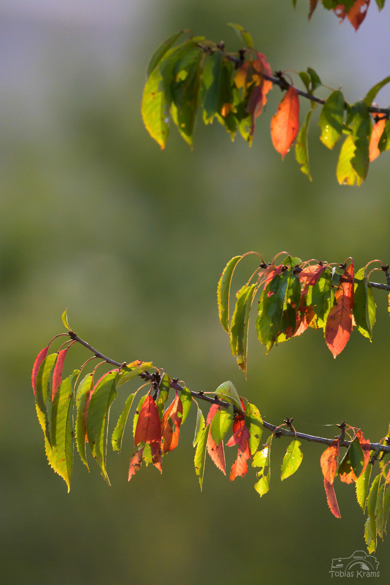 Erste Herbstanzeichen - Mettenbach 2024