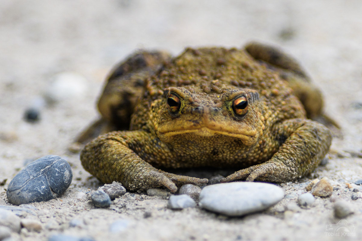 Erdkröte - Kreuzstauden 2023