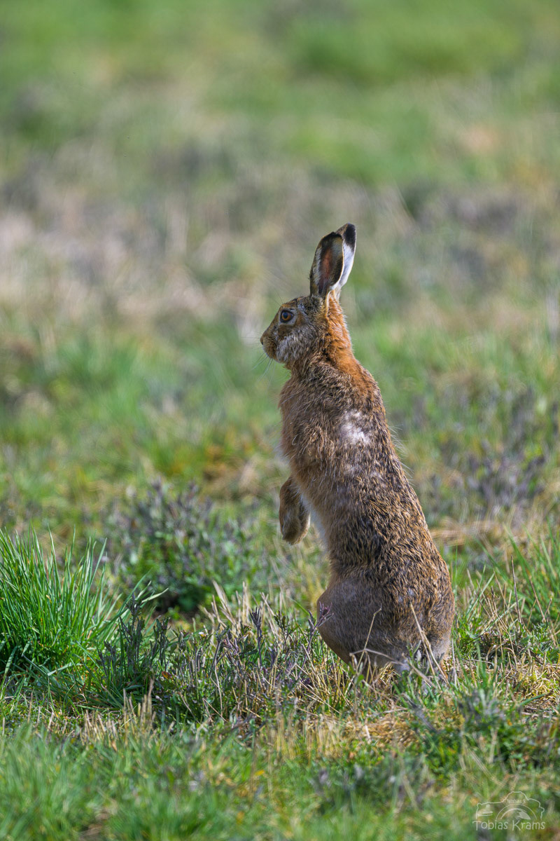 Feldhase - Mettenbacher Moos