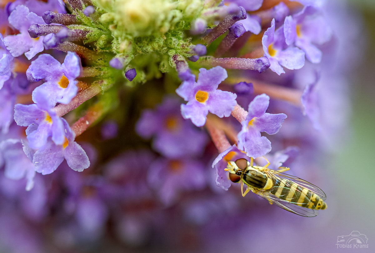 gewöhnliche Langbauchschwebefliege - Mettenbach