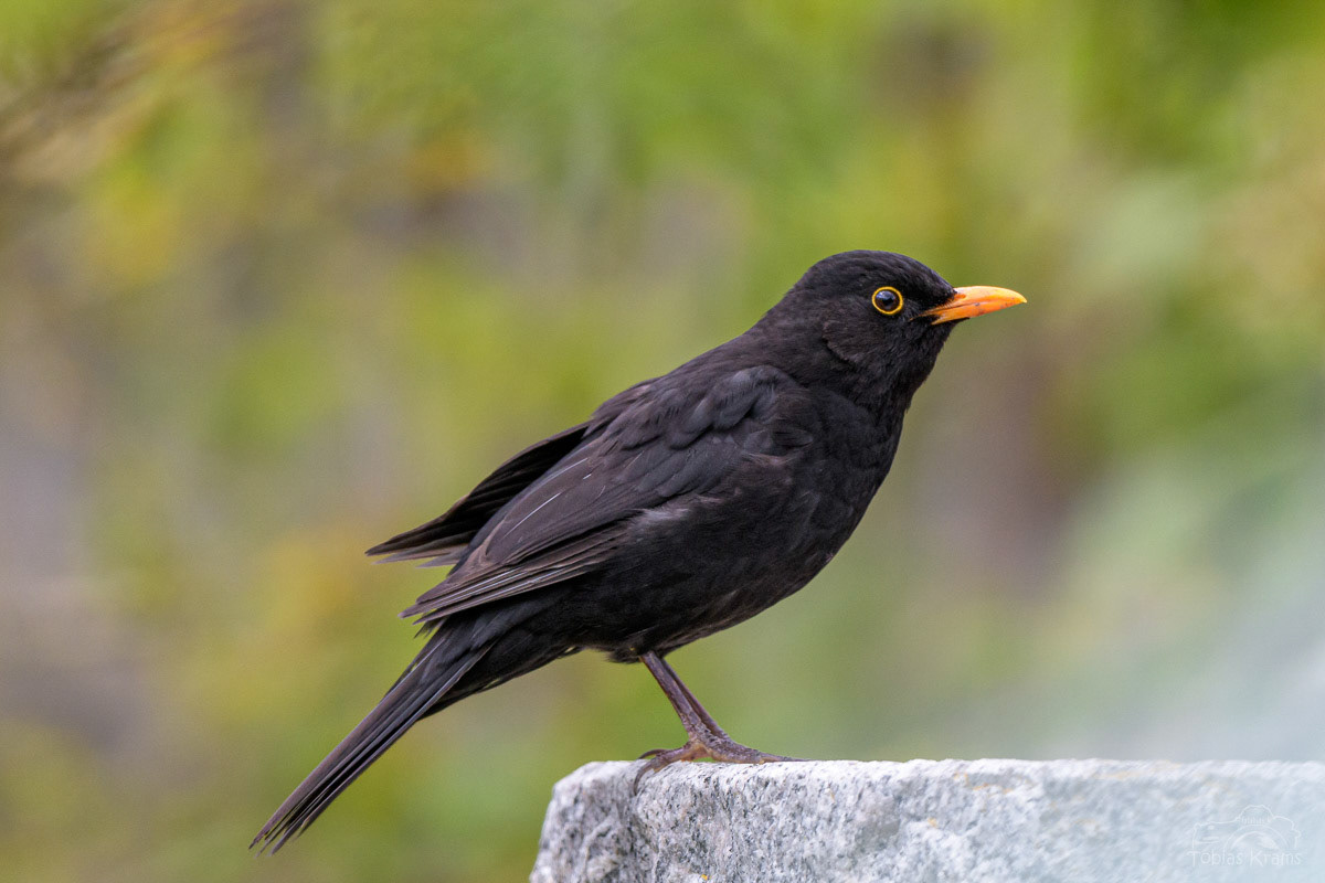Amsel - Mettenbach 2024