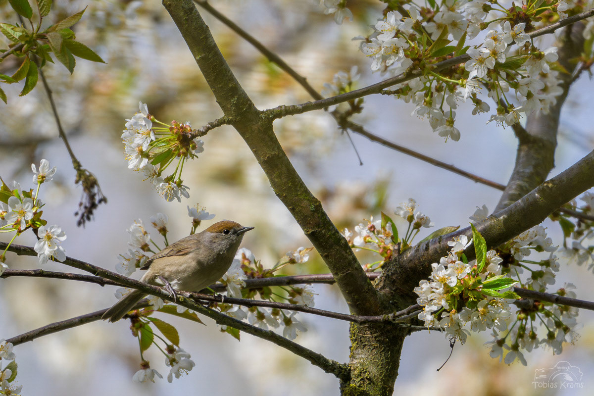 Mönchsgrasmücke (w) - Mettenbach 2025