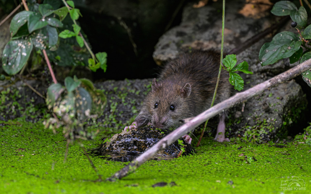 Ratte - Altheim 2025