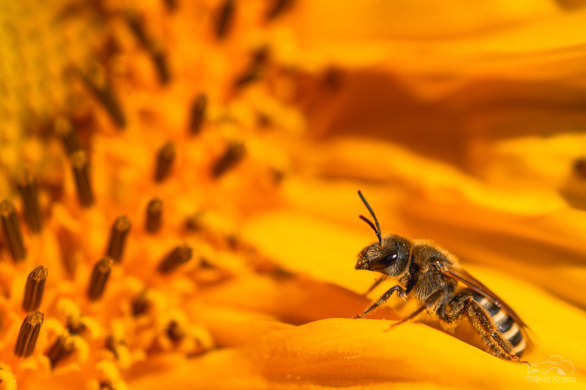 Lasioglossum sisymbrii (Schweißbienen) - Mettenbach