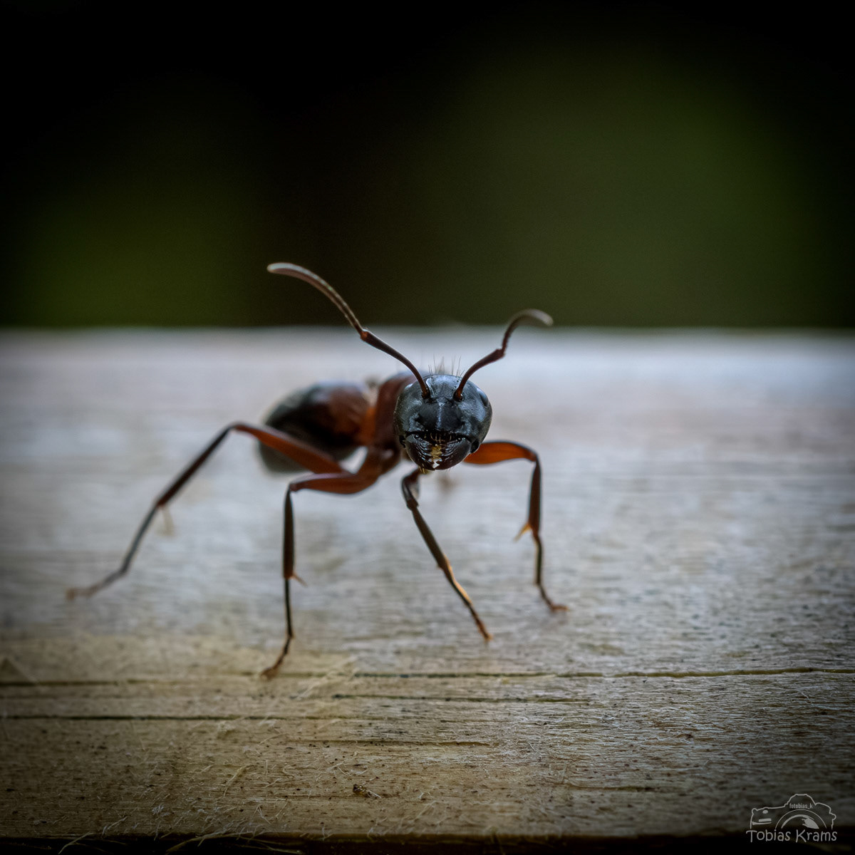 Camponotus chromaiodes - Mittenwald