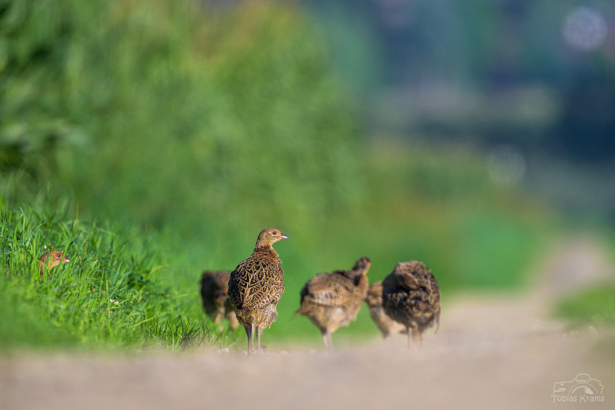 Fasanfamilie - Mettenbacher Moos 2025