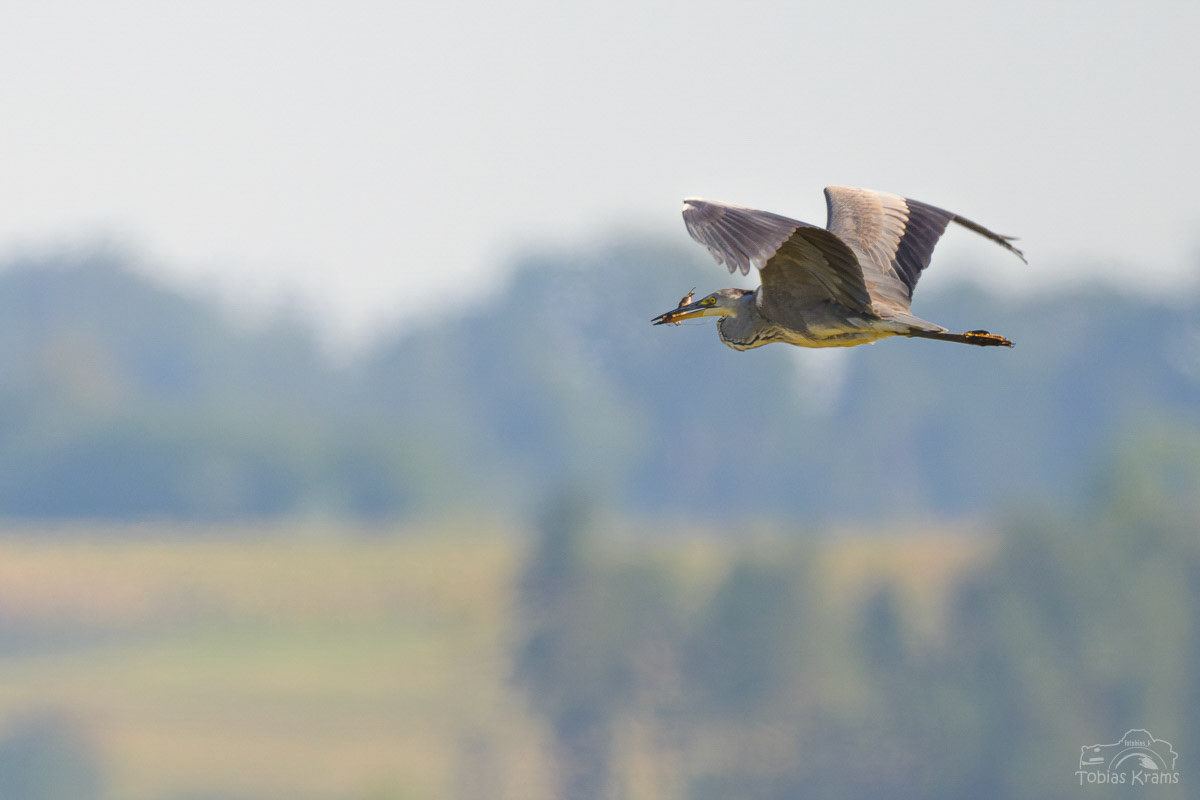Graureiher mit Maus - Mettenbacher Moos 2025