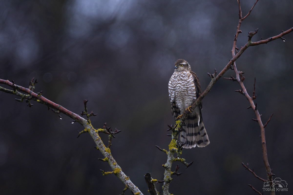 Sperber - Mettenbach