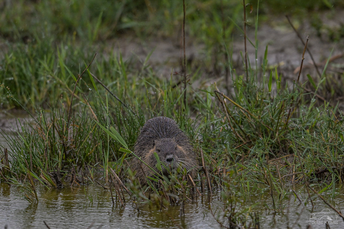 Bisam im Regen - Kreuzstauden 2024